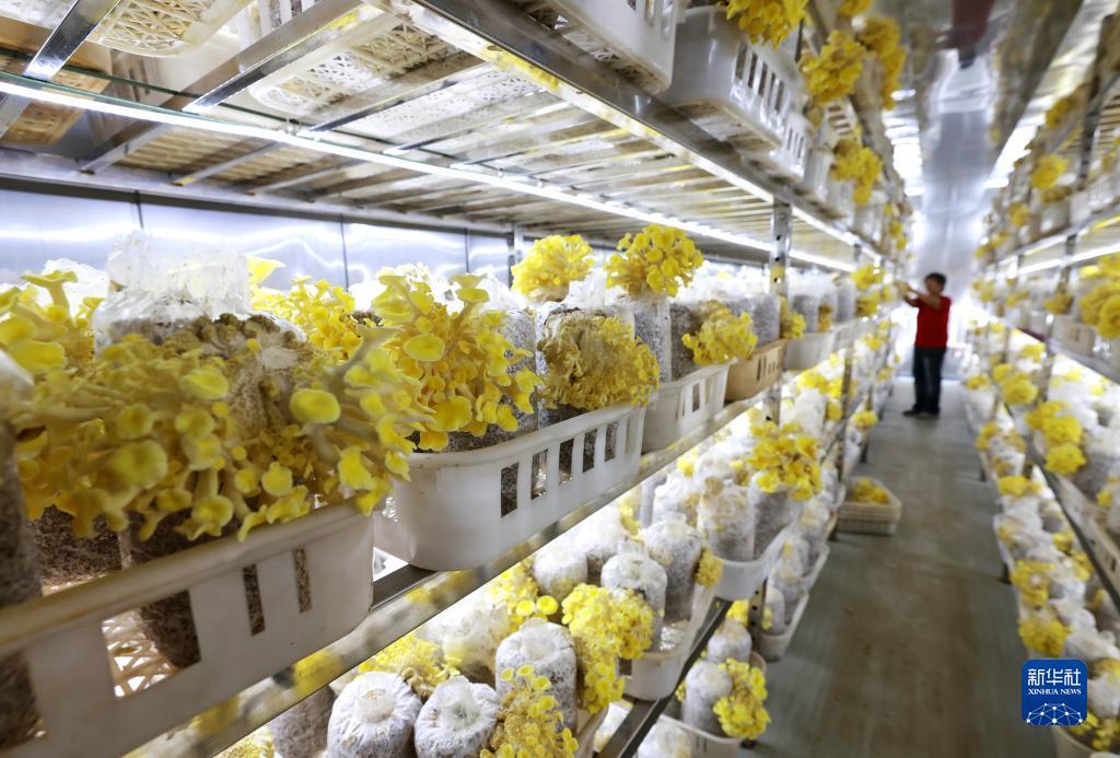 集结号加微信送分5万